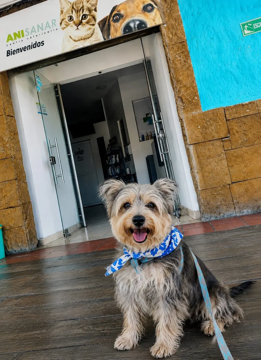 Perro sentado a la entrada de Anisanar bajo el letrero de bienvenida