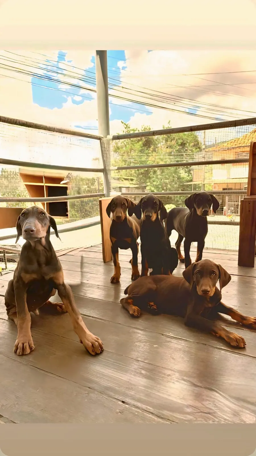 Camada de cachorros doberman en las instalaciones de Anisanar