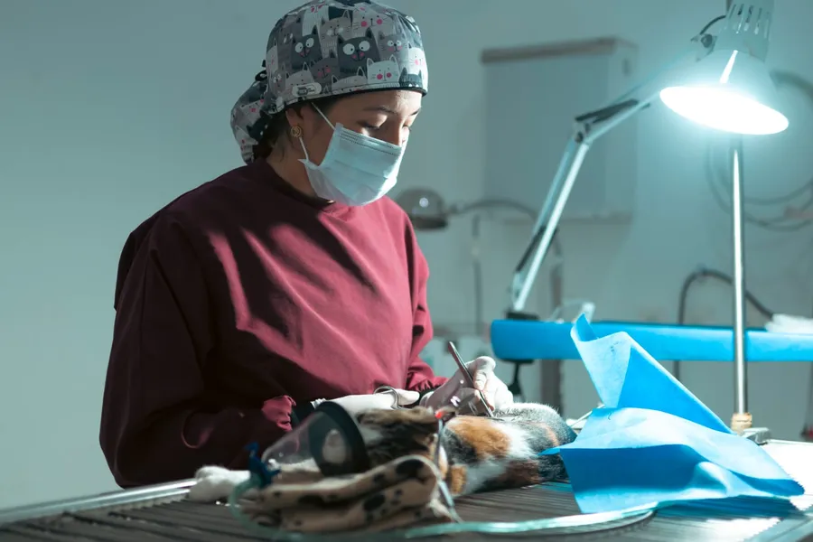 Veterinaria de Anisanar realizando una cirugía felina