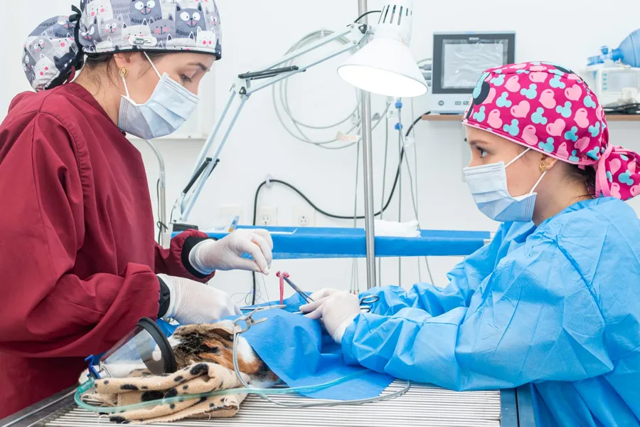 Equipo veterinario de Anisanar trabajando en conjunto durante una cirugía