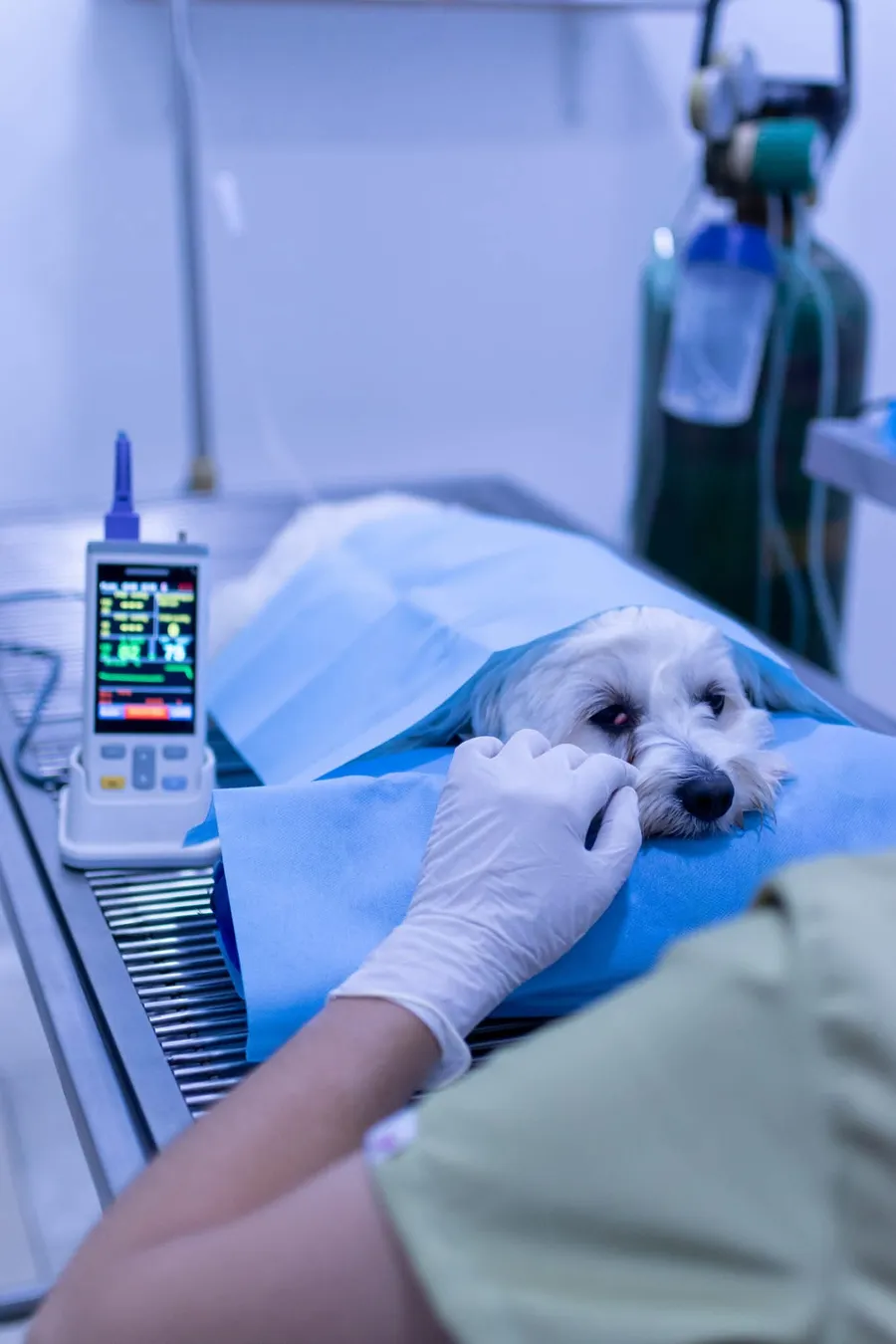 Paciente canino bajo monitoreo anestésico continuo