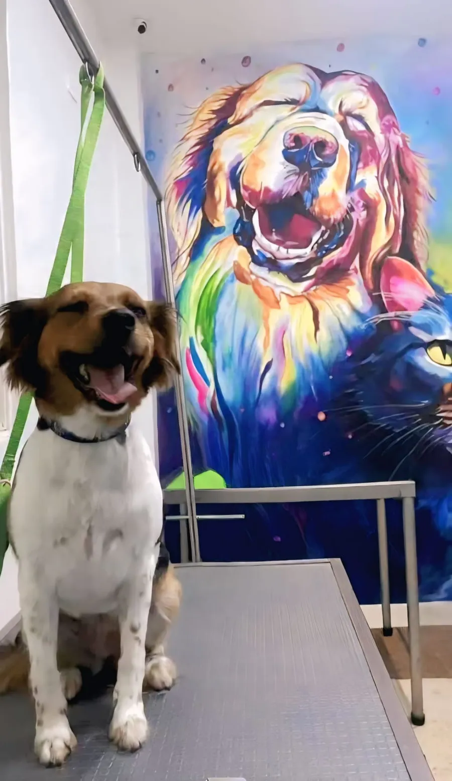 Perro junto a un mural artístico en las instalaciones de Anisanar